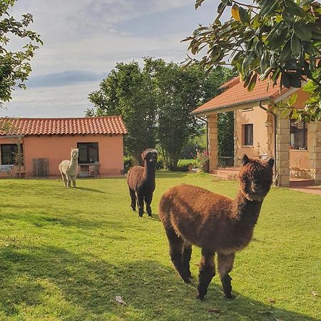 Hotel 3 Alpacas La Campa Dış mekan fotoğraf
