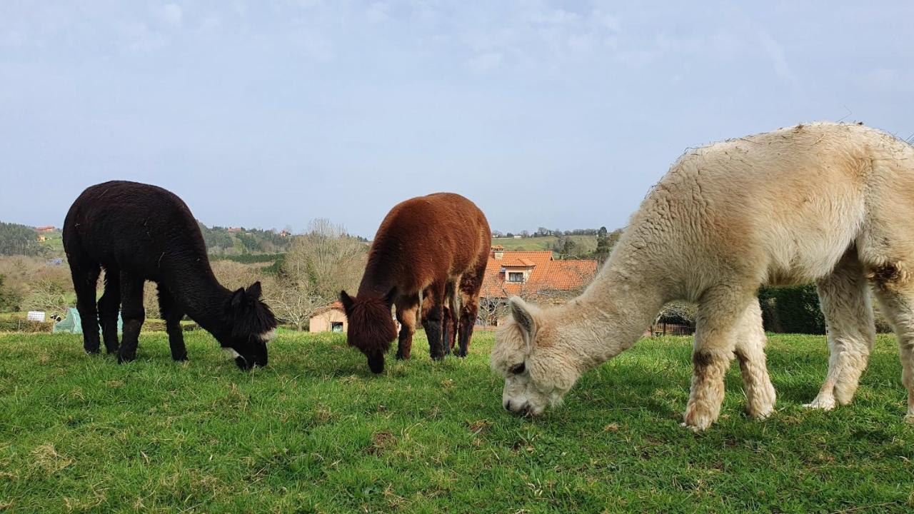 Hotel 3 Alpacas La Campa Dış mekan fotoğraf