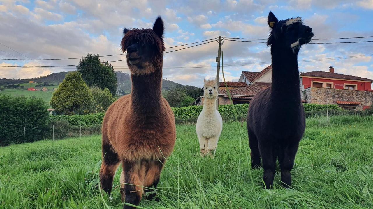 Hotel 3 Alpacas La Campa Dış mekan fotoğraf