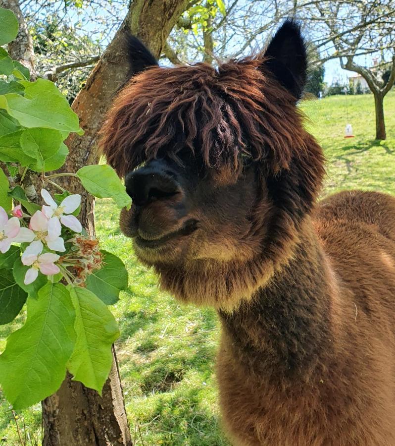 Hotel 3 Alpacas La Campa Dış mekan fotoğraf