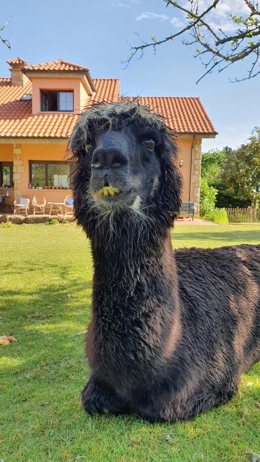 Hotel 3 Alpacas La Campa Dış mekan fotoğraf
