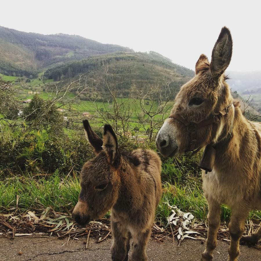 Hotel 3 Alpacas La Campa Dış mekan fotoğraf